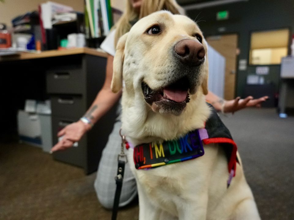 US-NEWS-WOULDBE-SHOW-DOG-FINDS-HIS-11-PO.jpg